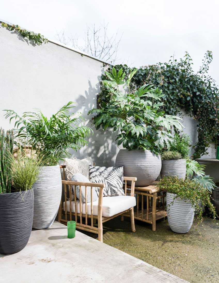 The Garden Clinic